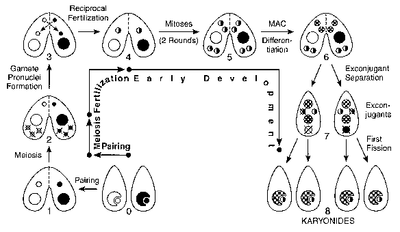 arnold schwarzenegger and maria shriver_8212. drosophila life cycle. Life cycle; Life cycle. R94N. Sep 1, 07:22 AM. Awesome! I#39;ve never really seen any orange ones